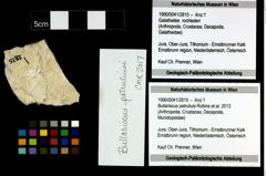 Foto (Objekt + Etiketten) von Bullariscus patruliusi (Robins et al., 2013) 